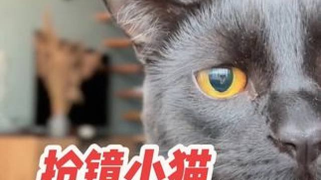 当你养了只爱抢镜的小猫 #铲屎官日常 #治愈 #可爱到爆炸