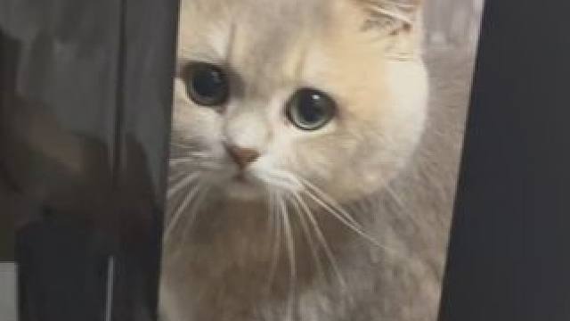 晚上嚎 吃了吗#小猫日记