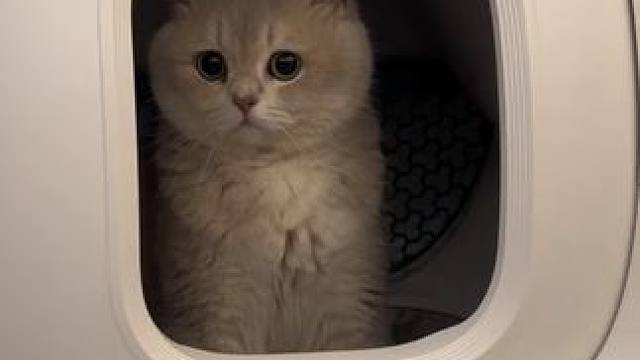 今天你尿尿了吗 #小猫日记 #自动猫砂盆 #自动喂食器 #智能喂食器#智能养宠用小佩