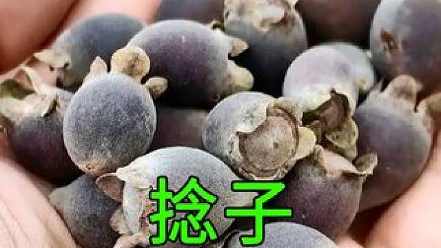 8090后儿时的野果，你有多久没吃了？ 