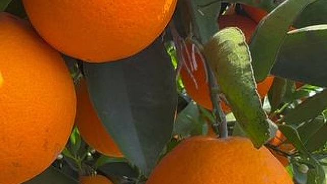 一边开花一边结果的伦晚，你吃过吗？ #农村美食 #大山里的味道 #伦晚