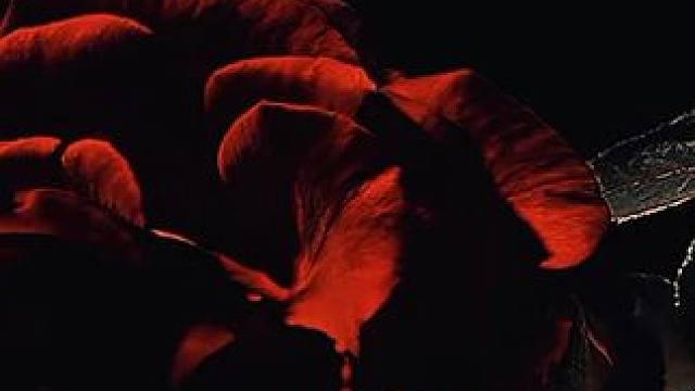 白柳的每一句讨厌你，都是出自爱啊 #我在无限游戏里封神 #配音 #猫耳fm