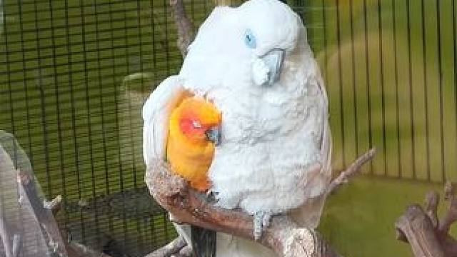 既然收编了 那就请好好对待这些鸟宝宝们吧！#鹦鹉 #动物园 #一张图