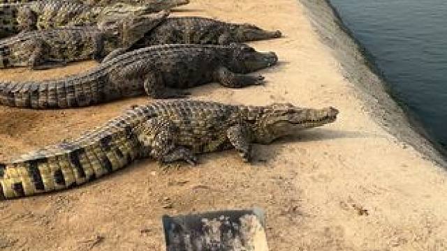 铁锹都打掉了#非专业人士请勿模仿