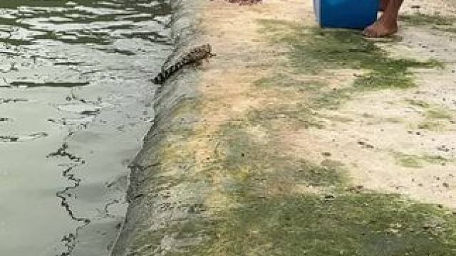 养殖苗50一70公分养到下个月60一80公分了 280一条 养殖鳄鱼的老板过来