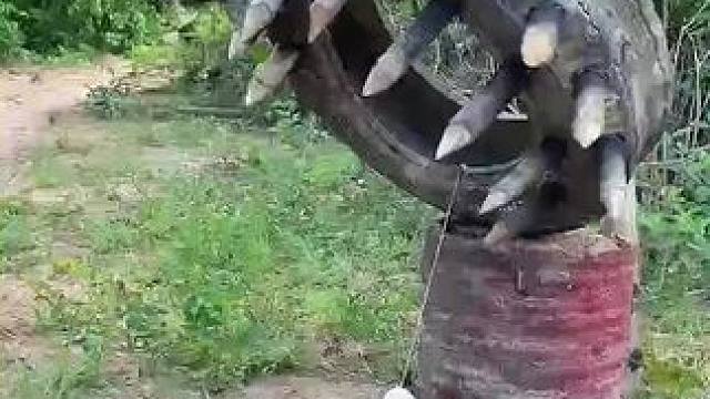 户外养猪 #养猪人加油干 #户外养猪#我的乡野山居生活 #见者好运 #内容启发搜索