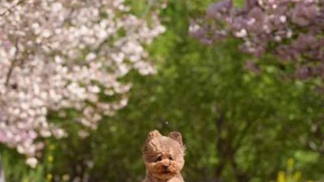 哈哈这个小狗也太喜欢飞了
跑起来就没落过地
#人间四月天 #樱花季 #郑州宠物摄影 #郑州宠物写真 