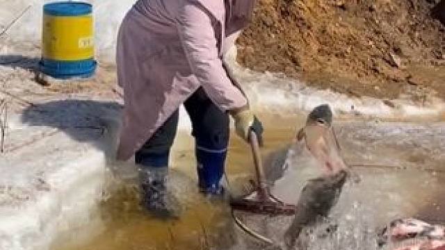 #户外捕鱼 #好多鱼