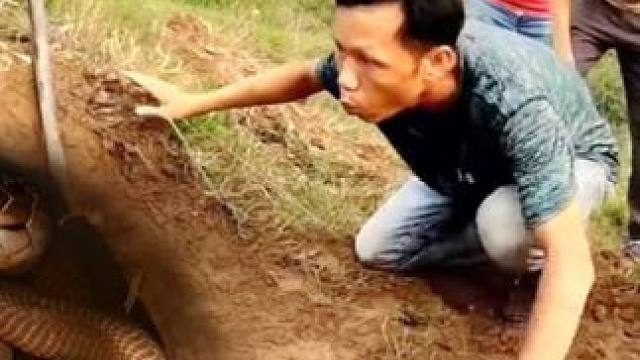 越南五名男子作死，跑到野外徒手抓几十条眼镜王蛇，全村差点吃席 #户外探险#户外探险 #徒手抓毒蛇 #