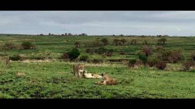 马赛马拉的黑石和沙河地区无疑是最田园诗般的美丽。沙河的骄傲在这个宁静的环境中茁壮成长。#狮子