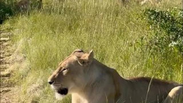 强壮的gg动物园雄狮270kg的大体格#动物世界 #猛兽 #雄狮