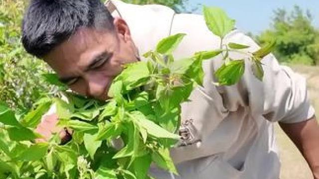 越南草药哥 #我的农村生活 #把家乡的味道分享给大家 #我的乡野山居生活 #农村美食记录生活 #舌尖