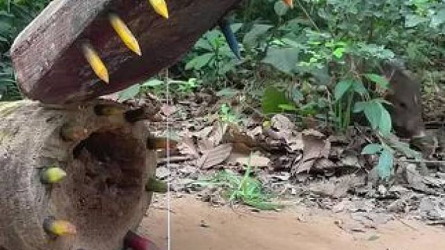 散养跑山⛰️猪 #内容启发搜索 #养猪人加油干 #养猪人不容易 #见者好运 #山村生活