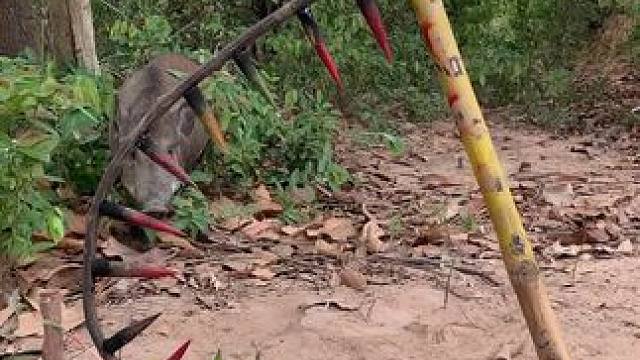 户外养猪 #养猪人加油干 #户外养猪 #野生动物零距离 #见者好运 #内容启发搜索