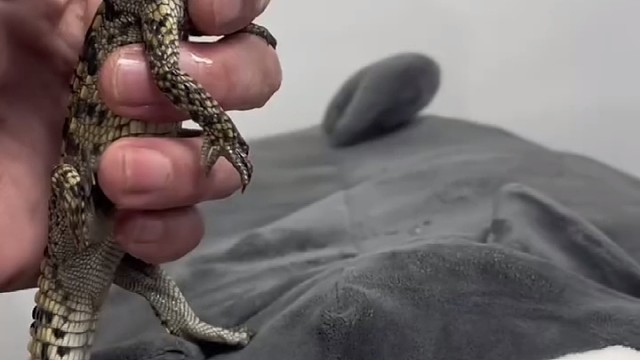 新手如何饲养小鳄鱼？