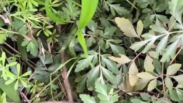 我发布了一个新视频，快来围观吧！