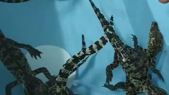 #原种大鳄龟 #创作者中心 #创作灵感 #爬宠