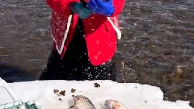 #户外捕鱼 #好多鱼