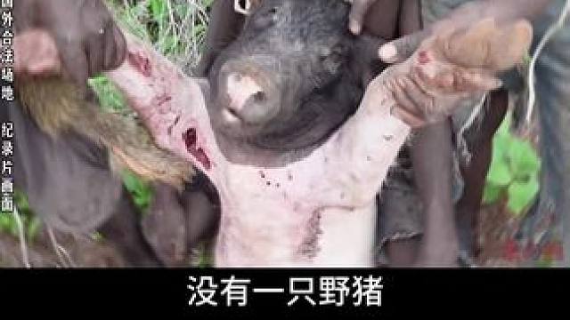 哈扎比小孩狩猎野猪，有点猛！ #哈扎比部落 #原始部落