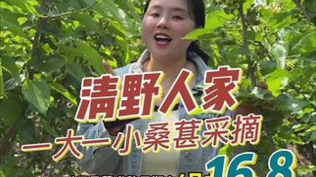 桑葚成熟了一大一小16.8入园随便吃，走的时候还可以带走一筐3斤左右#桑葚熟了 #亲子采摘
