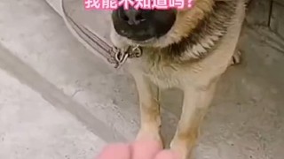 真勇啊，看這樣子我都怕它直接來(lái)上一口