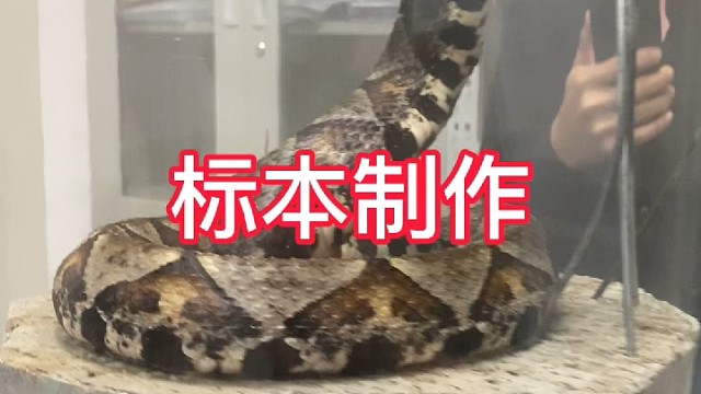 五步蛇标本