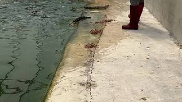 鳄鱼养殖苗60一80公分……随时都可以抓！