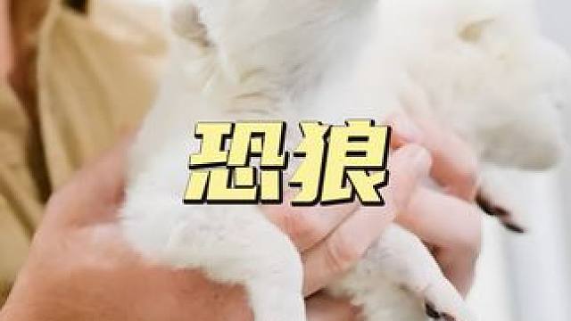 科幻成真！恐狼复活成功，史前猛兽要回来？#恐狼#生物科技#科技#复活动物 #生物技术