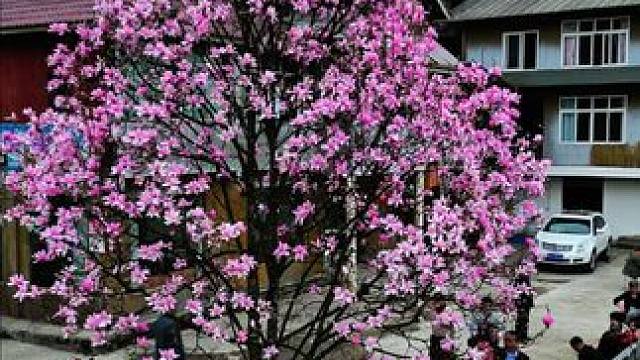 吴家后山今年迟来的辛夷花已经藏不住了，错过等明年#十里春风赏花季 #花期已至美好如初 #踏春赏花 #