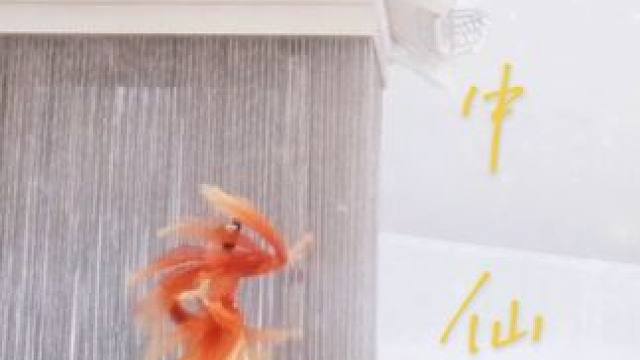 鱼没有脚 人没有腮 世上会有感同深受吗 #古典舞 #氛围感 #古风 #舞蹈