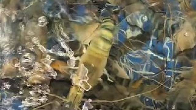 #罗氏虾 今日超大罗氏虾就位