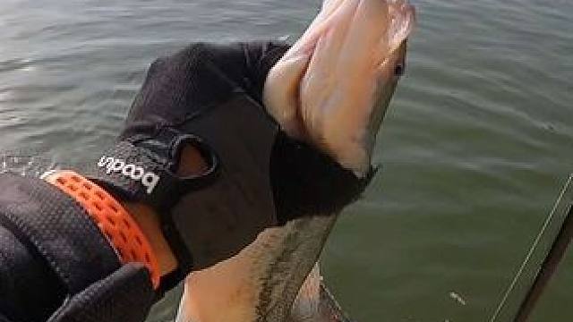 华农鲈鱼炮坑
视频很多，就剪了一部分
临时决定去玩的，只带了一套杆，搞得换掉组时没跟上节奏
下次有机