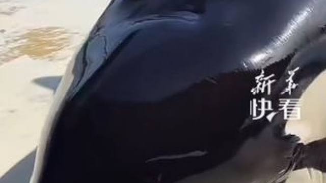 饲养员介绍虎鲸身体构造，小虎鲸就像能听懂一样全程配合，好可爱~