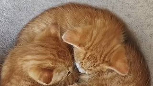 三只小猫团成了“猫饼”，没想到成了第四只猫猫的窝。#萌宠