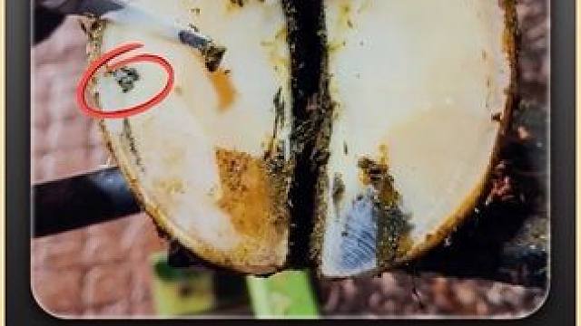 牛蹄上的大洞，已经让牛牛走路酸痛 #解压 #修蹄 #助眠 #强迫症 #极度舒适