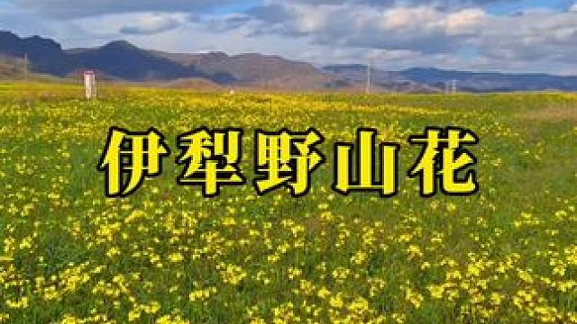 人间最美四月天 伊犁野山花漫山盛开##治愈系风景 #旅行#伊犁#醉美花海季