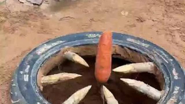 户外养猪 #野生动物零距离 #动物的迷惑行为 #朴实的山里人 #动物世界看人生百态 #我的乡野山居生