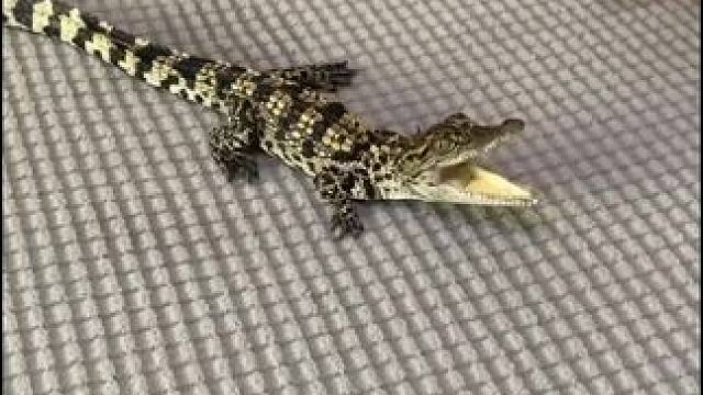 #发个库存照片 #爬宠 #小鳄鱼 #小鳄鱼苗