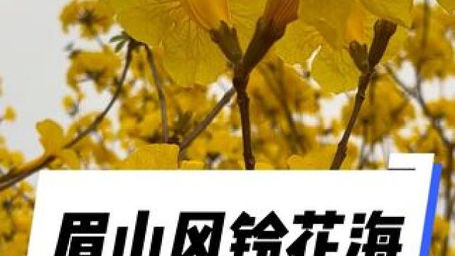 4.11日现场，风铃花开了#风铃花 #眉山风铃花#眉山风铃园#黄花风铃木 #眉山赏花