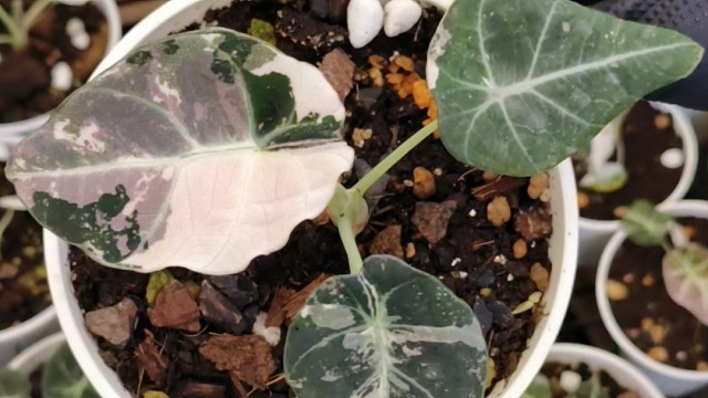 粉锦黑天鹅海芋 中美現貨批發/零售