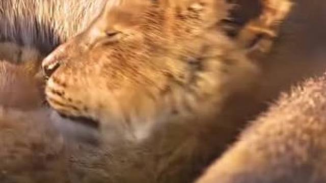 小辛巴太可爱了#雄狮 #狮子王 #猛兽 #动物世界