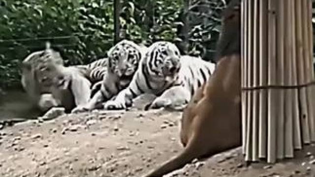 自信来源于实力#狮子 #老虎