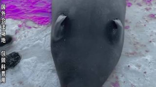 海豹和因纽特人的恩怨！ #科普 #因纽特人 #因纽特人的生活