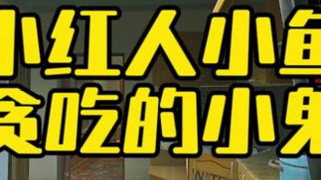 #逃离塔科夫 小红人钓鱼贪吃的小鬼