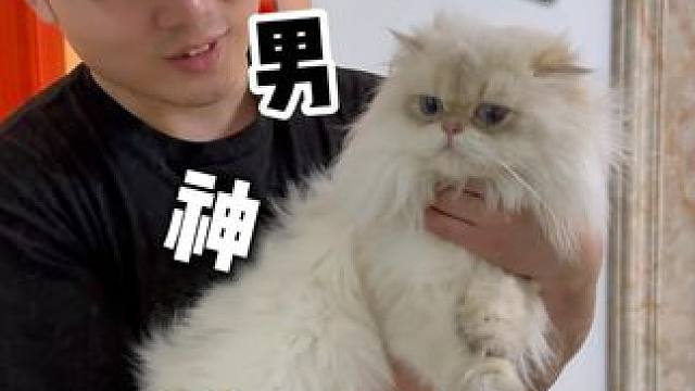 翻新一只男神金点，长得巨好看，自带烟熏妆！ #卫仕爆爆袋  #卫仕猫粮  #喵惊喜  #上门洗猫