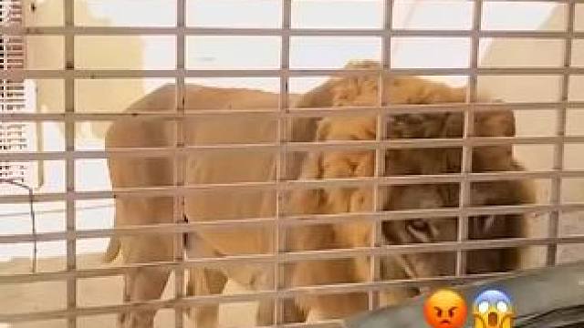 V16发动机#雄狮 #狮吼