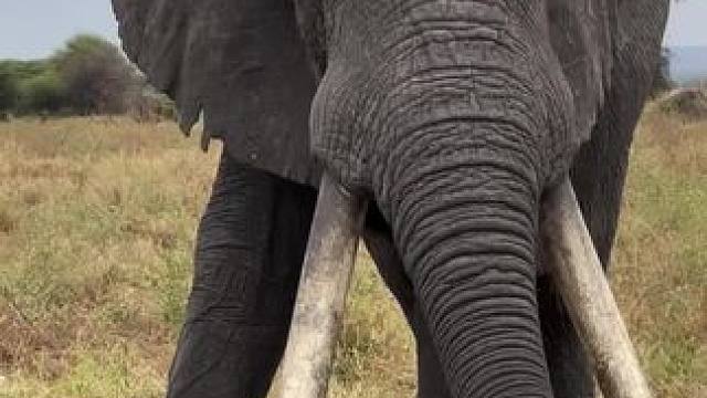 陆地的巨无霸#大象