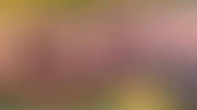 吸鳅批发，一手货源，欢迎预定