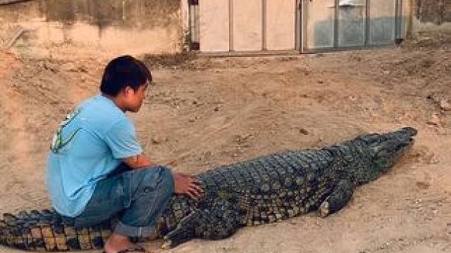 帮鳄鱼挠痒痒，结果被它吓一跳#非专业人士请勿模仿