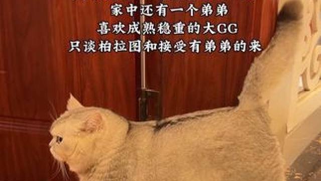 只谈柏拉图和接受有弟弟的来… #小猫咪是看不腻的